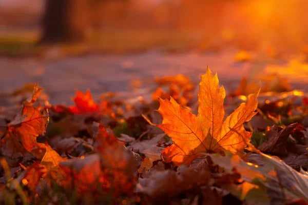 Red autumn maple leaf glowing in sunlight on a fall foliage drive